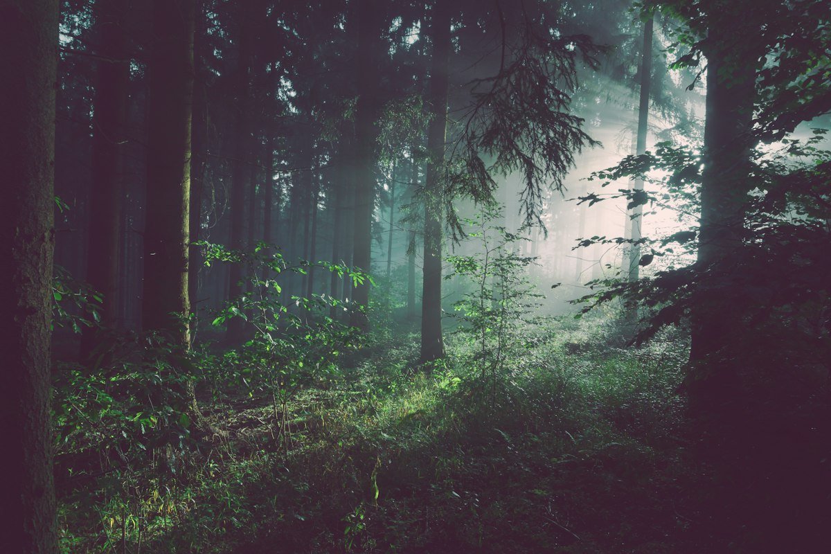 The Whispering Pines of Mist Valley