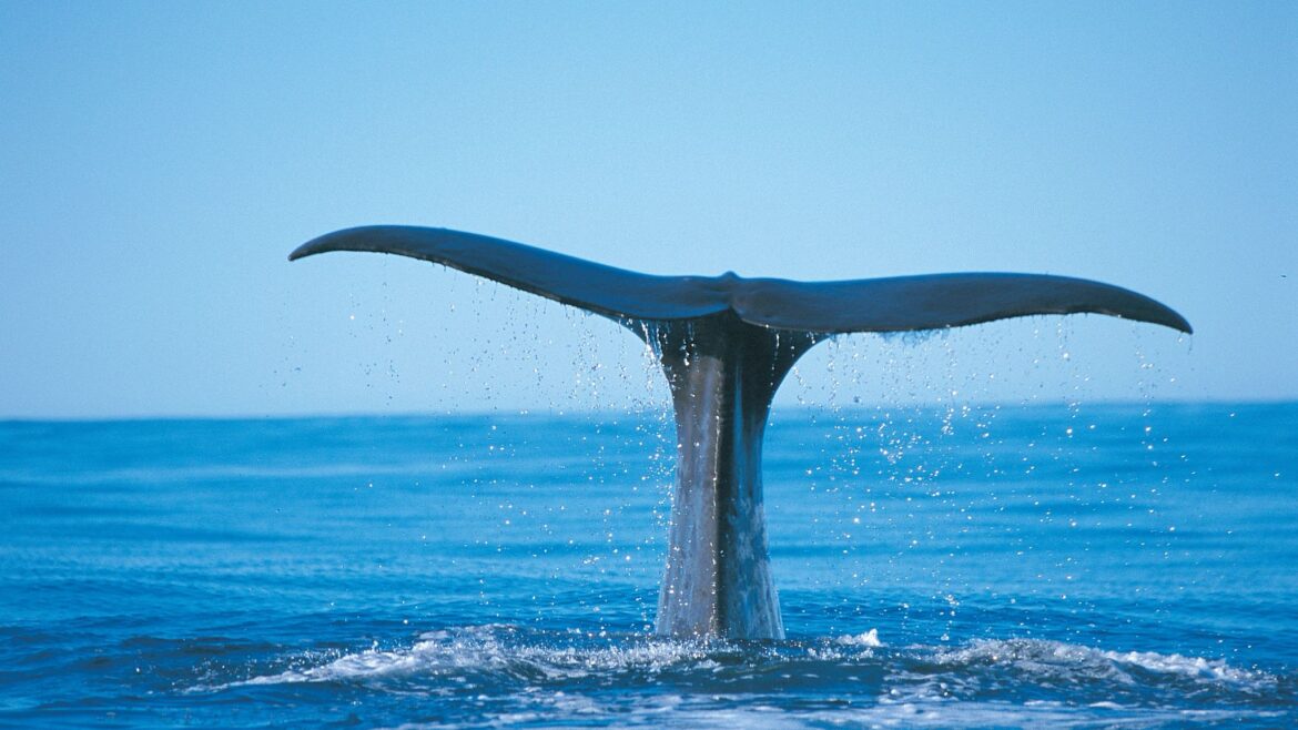 Biggest Whale in the World